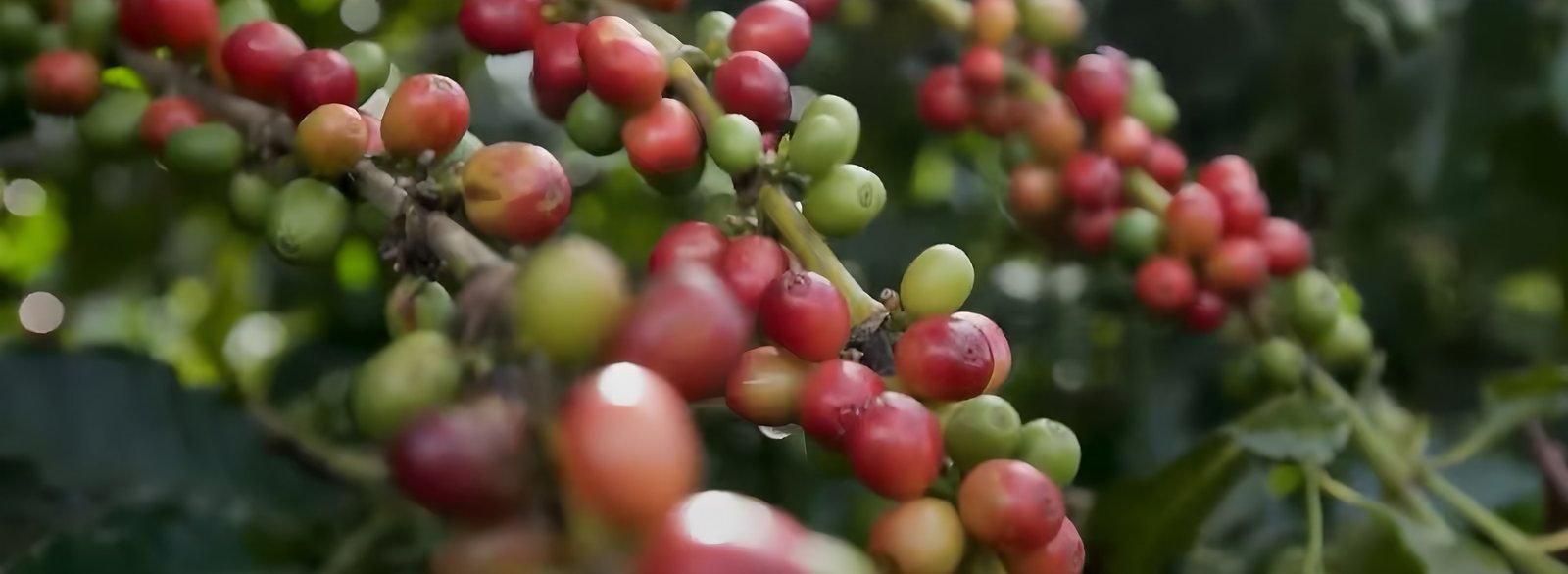 Ripe red coffee cherries on the branch